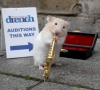 Cuộc Thi Thổi Kèn Đặc Biệt Dành Cho Những Chú Chuột Hamster