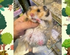HAMSTER BEAR TẠNG TO Tại MIẾN ĐẤT HỨA