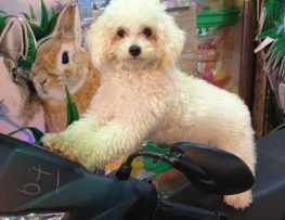 Thức ăn dành cho chó poodle nhỏ