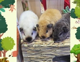 Bọ Ú Teddy Mõm Đen