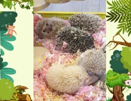 NHÍM KIỀNG BABY