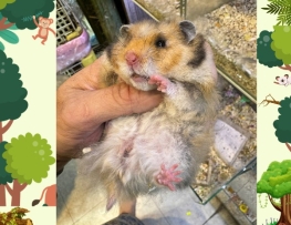 HAMSTER BEAR TẠNG TO Tại MIẾN ĐẤT HỨA