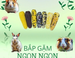 BẮP GẶM NGON NGON 8cm - Hamster Mê Tít 