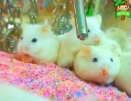 CÁT LÓT TINH THỂ CẦU VỒNG CHO HAMSTER