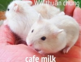 HAMSTER WINTER WHITE CAFE MILK (NEW)