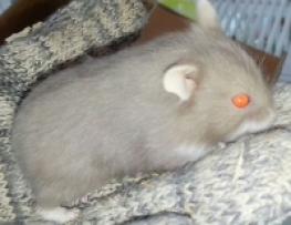 HAMSTER CAMPELL SOCOLA