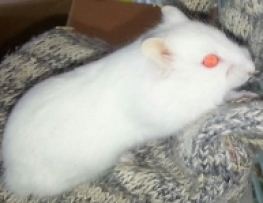 HAMSTER CAMPELL ALBINO