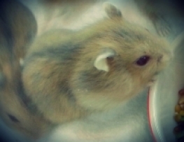 HAMSTER WINTER WHITE MILK TEA 