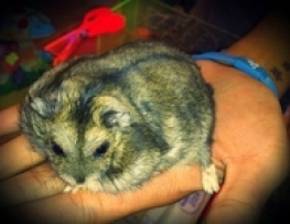 HAMSTER SAFIA