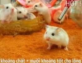 CÁT SA MẠC NÚI LỬA LÓT CHUỒNG HAMSTER -SÓC