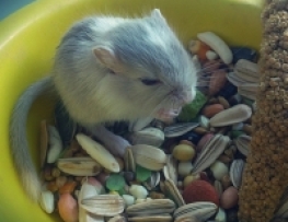 GERBIL MONGOLIAN