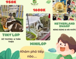 ANH/CHỊ  PHÙ HỢP VỚI GIỐNG THỎ KIỂNG NÀO? 99% Người Đọc Xong Đều Chọn Được ‘CHÂN ÁI’