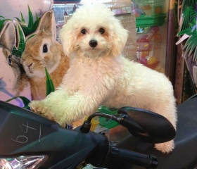 THỨC ĂN DÀNH CHO CHÓ POODLE NHỎ