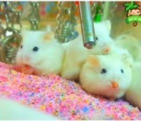 CÁT LÓT TINH THỂ CẦU VỒNG CHO HAMSTER