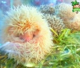 NHÍM KIỂNG HEDGEHOG TRẮNG