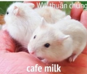 HAMSTER WINTER WHITE CAFE MILK (NEW)
