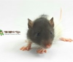 RAT MICE THÔNG MINH