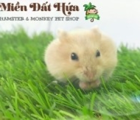 HAMSTER WINTER WHITE CAFE MILK ( NEW COLOR )