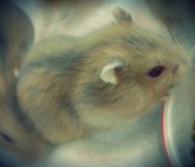 HAMSTER WINTER WHITE MILK TEA 