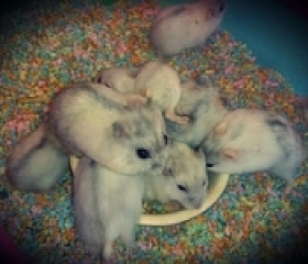 HAMSTER WINTER WHITE BLACK