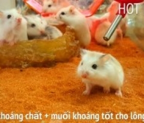 CÁT SA MẠC NÚI LỬA LÓT CHUỒNG HAMSTER -SÓC