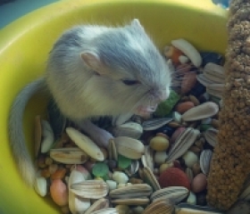 GERBIL MONGOLIAN
