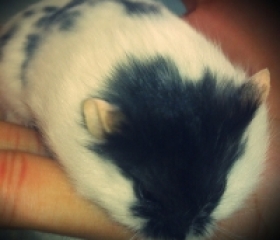 HAMSTER BÒ SỮA ĐEN