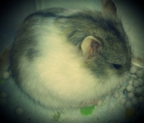 HAMSTER BÒ SỮA XÁM