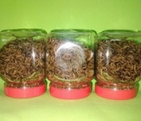 SÂU GẠO SẤY KHÔ