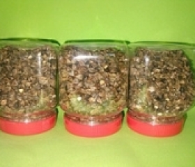 HẠT BA KHÍA