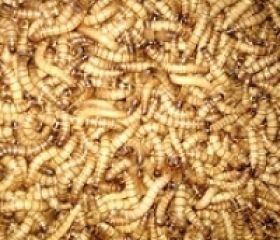 SÂU SUPEROW HỦ NHỎ