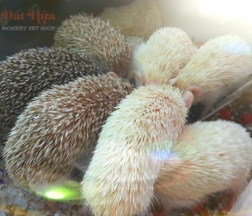 Gía nhím kiểng