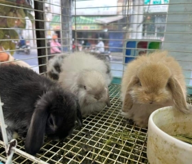 Thỏ minilop baby