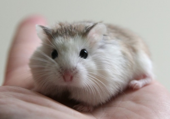 Tham Khảo Ngay Chế Độ Dinh Dưỡng Hamster Sinh Sản Như Thế Nào