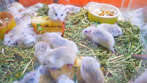 chuột hamster sinh sản