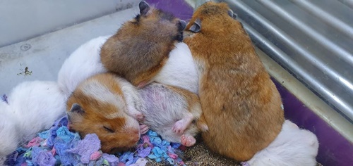 chuột hamster có ăn con mới đẻ không