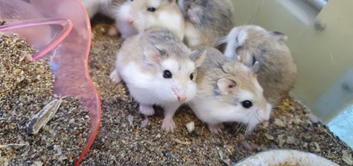 hamster sinh sản bao lâu thì tách con ra riêng