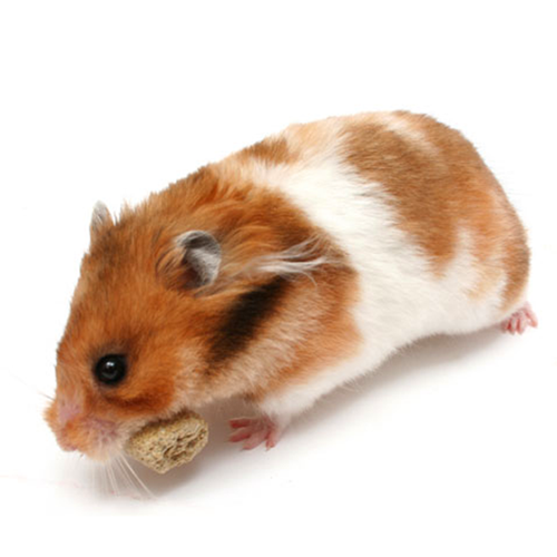 cách nuôi chuột hamster mới đẻ
