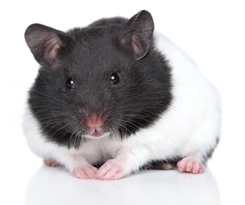 Chuột Hamster Có Thể Ăn Được Những Loại Thức Ăn Gì?