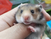 Làm Thế Nào Để Kéo Dài Tuổi Thọ Của Chuột Hamster 