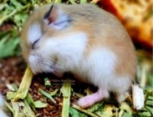 Chuột Hamster Có Thể  Ăn Được Những Loại Thức Ăn Gì?