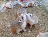 Hé Lộ Nguyên Nhân Sự Thật Chuột Hamster Có Ăn Con Mới Đẻ Không