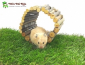 Cách Nuôi Chuột Hamster Mới Sinh Cho Những Người Mới Bắt Đầu