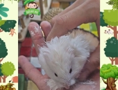 90% người nuôi hamster đang tắm  khô sai cách 
