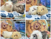 Một số lưu ý khi tắm cho chuột hamster