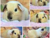 Chuột Hamster và nhưng thông tin quan trọng cần biết