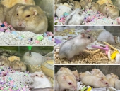 Liên hệ ngay dịch vụ giữ hamster ngày lễ chuyên nghiệp giá tốt