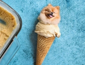 Trang Instagram Nổi Tiếng Chỉ Đăng Ảnh Chó Và Thức Ăn Này Sẽ Khiến Mọi Phiền Muộn Của Bạn Tan Biến